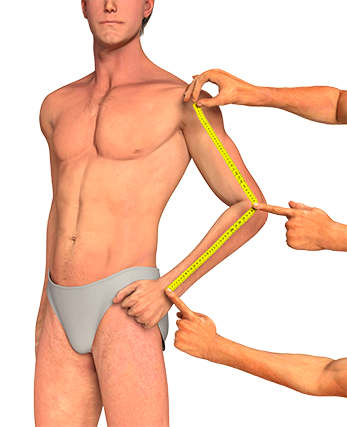Male Arm length (from shoulder) measurement